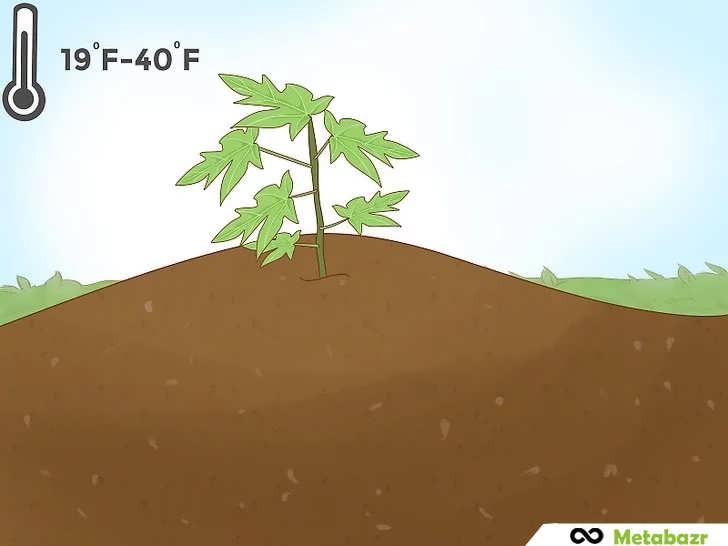 نهال پاپایا روی تپه ای از خاک