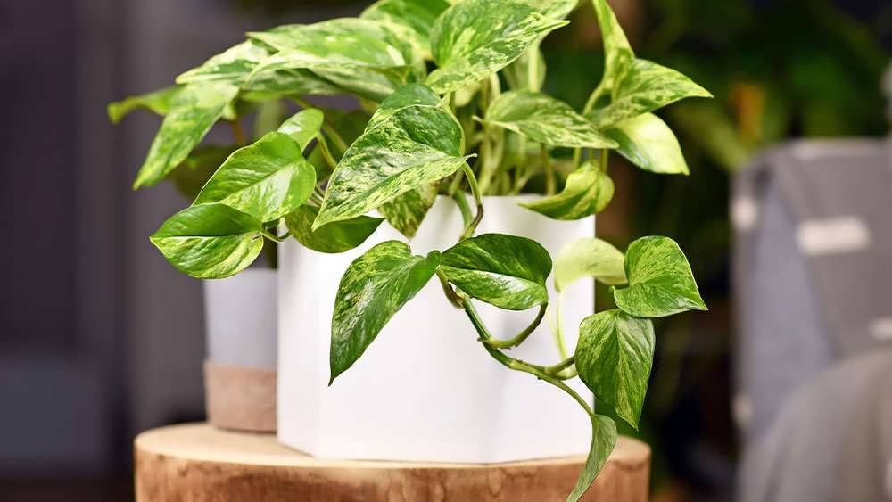 گیاه پتوس زیبا