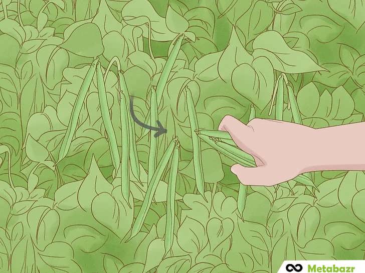 برداشت به موقع غلاف لوبیا