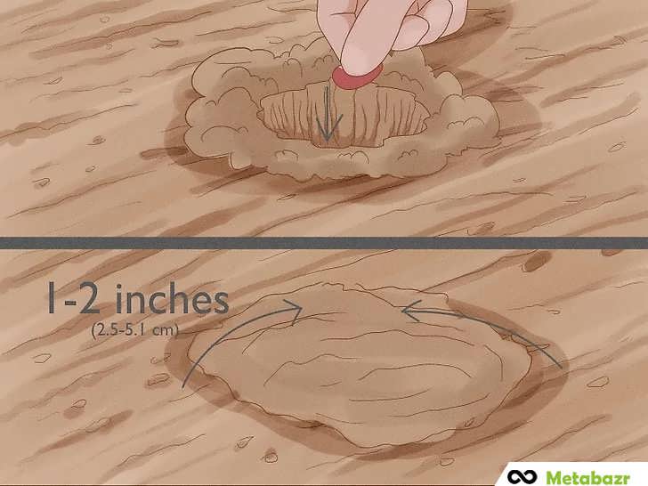 قرار دادن و پوشاندن بذر لوبیا