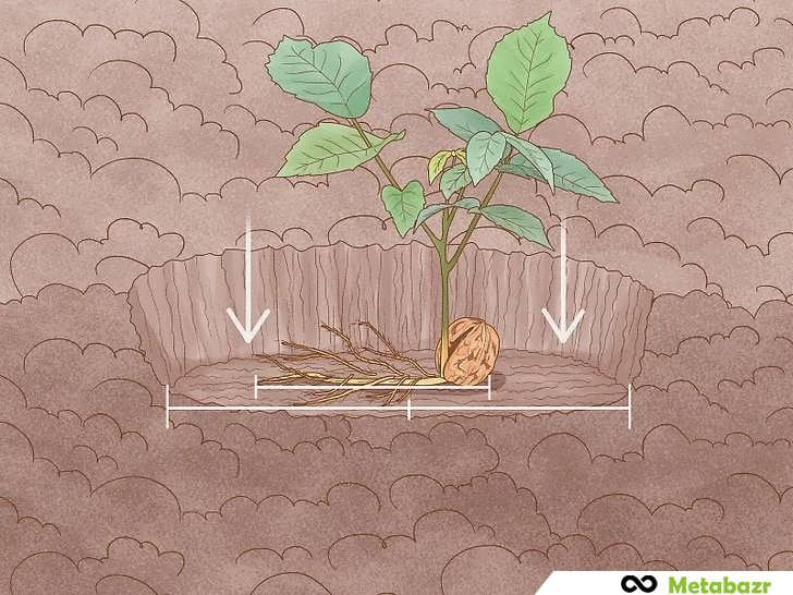 کاشت نهال گردو در بهار