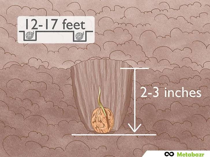 کاشت گردو در چاله های کوچک