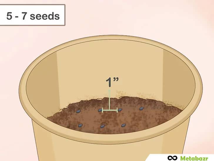 بذر را در ظرف خاک بپاشید