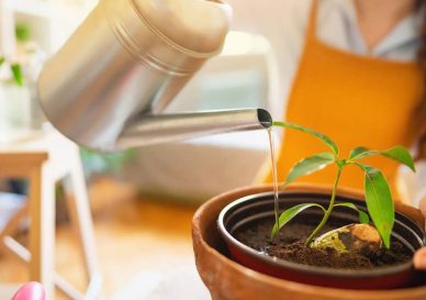 کاشت هسته انبه