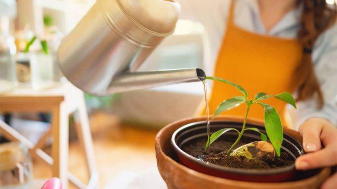 کاشت هسته انبه