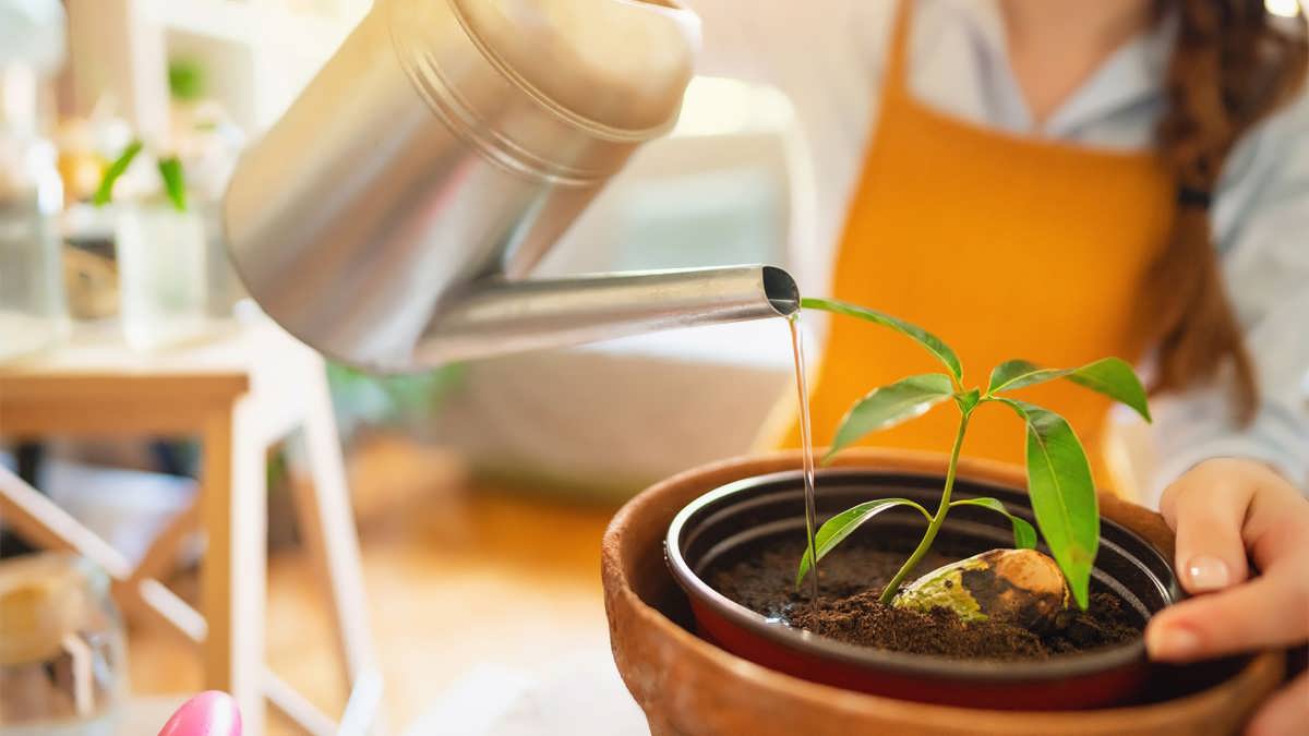 کاشت هسته انبه