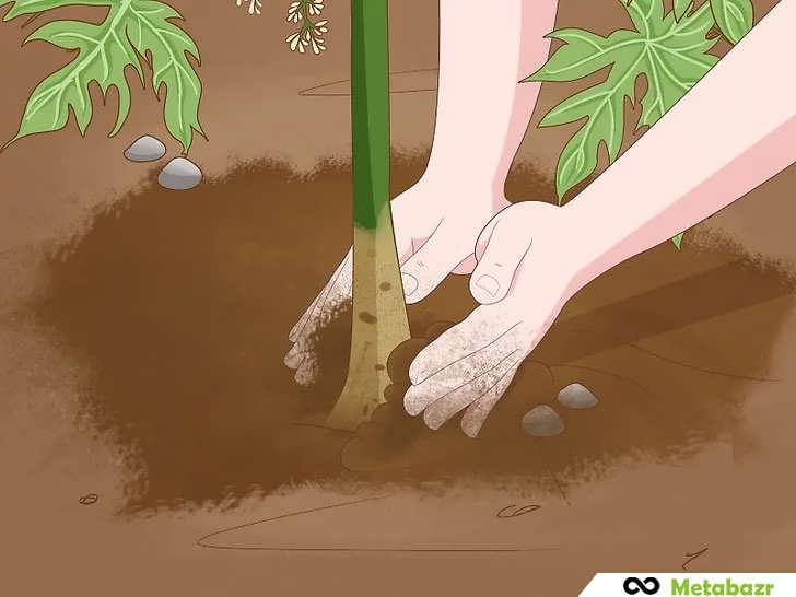 کاشت دقیق نهال پاپایا