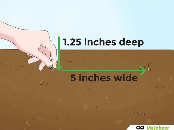 کاشت بذرهای پاپایا در خاک