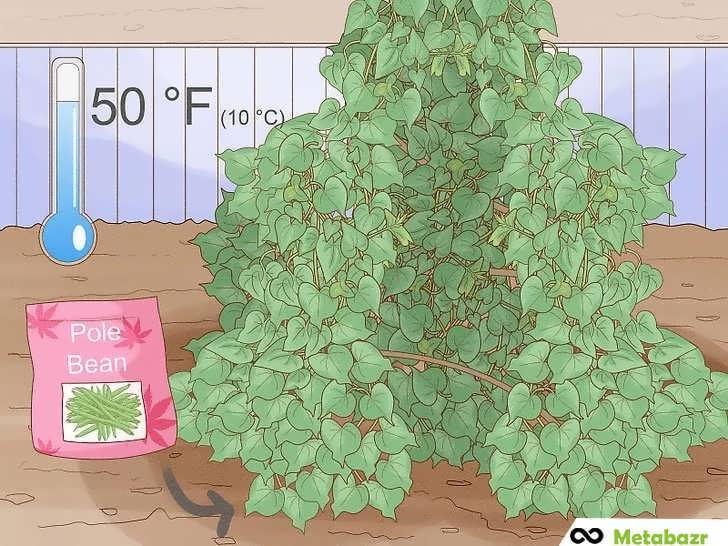 راهنمای کشت لوبیای داربستی