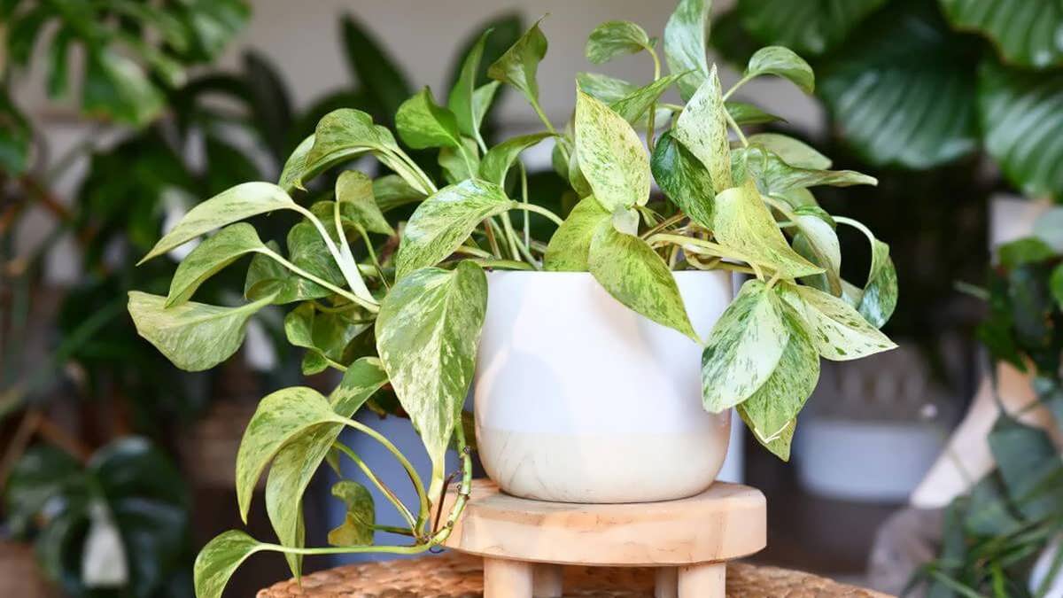 گل پتوس در گلدان