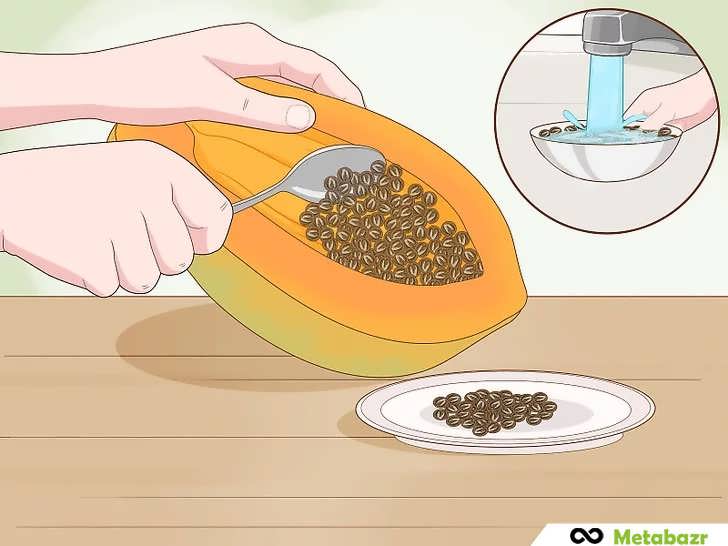 آماده سازی و خشک کردن بذرهای پاپایا