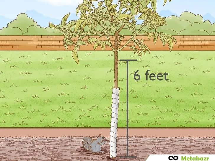 حفاظت درخت گردو از آفات و دام