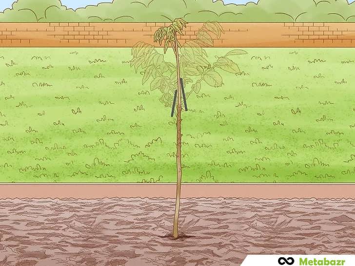 هرس درخت گردو برای رشد مستقیم