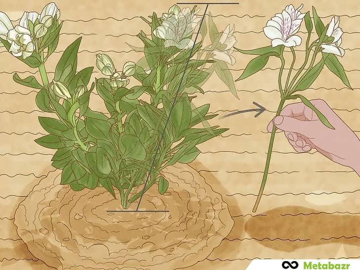 برداشت گل با کشیدن ساقه