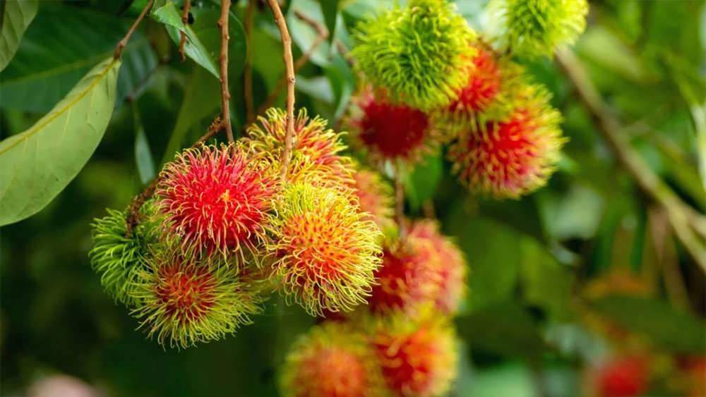 درخت رامبوتان