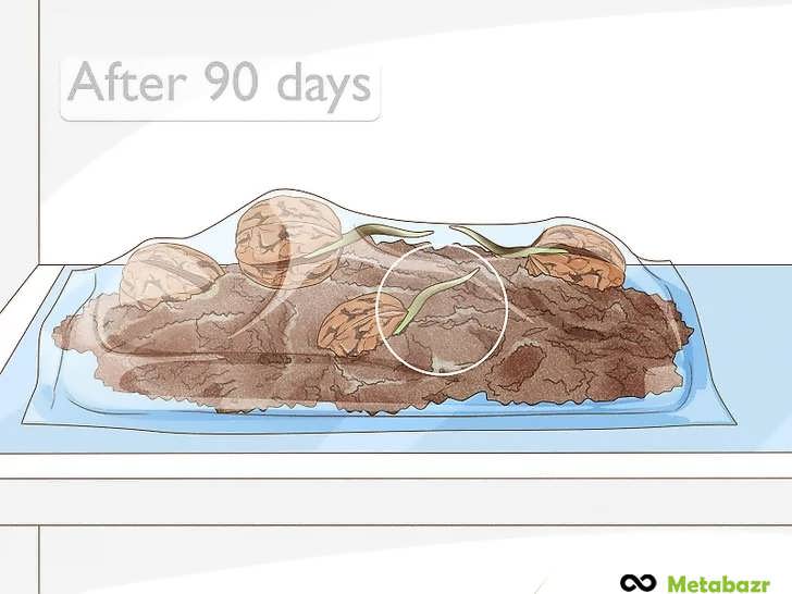 خارج کردن بذر گردوی جوانه زده