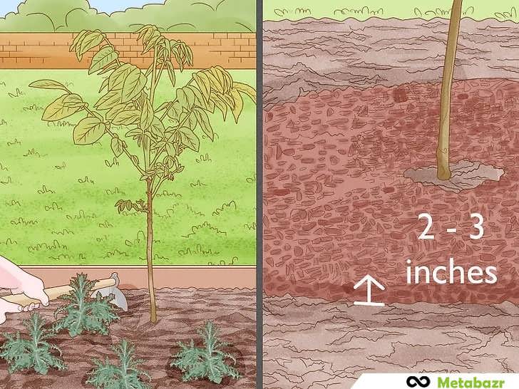 حذف علفهای هرز و افزودن مالچ