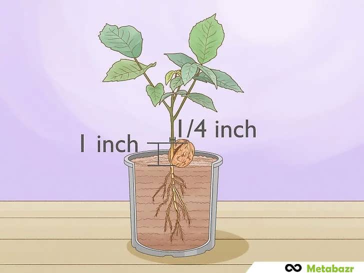 انتخاب نهال گردو بر اساس قطر