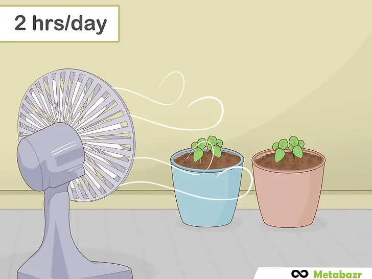 ایجاد جریان هوا برای ریحان