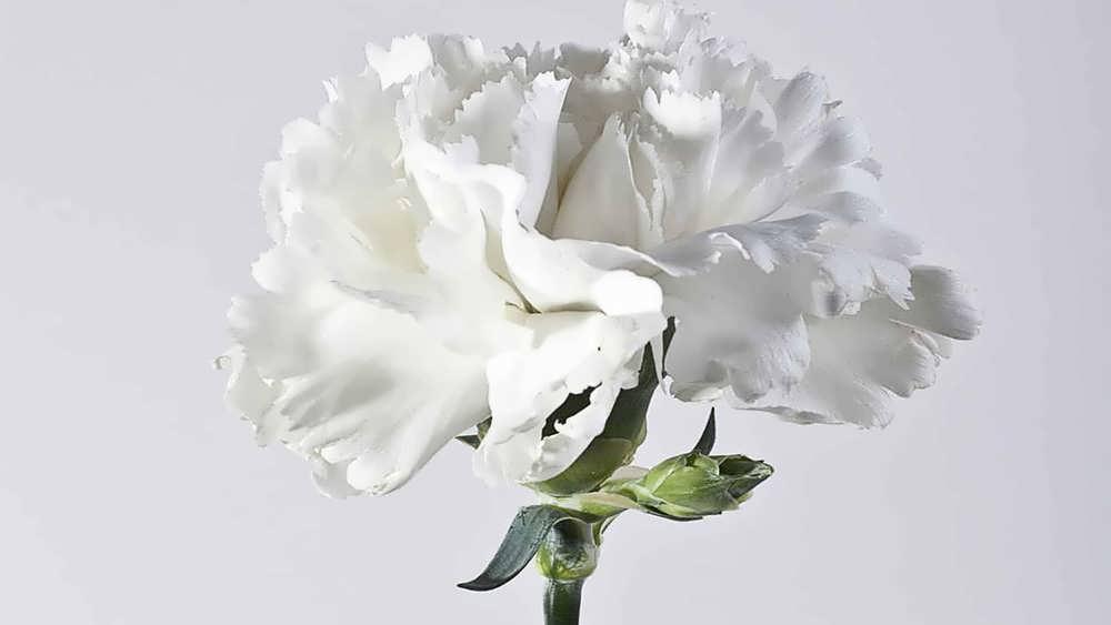 یک شاخه گل قرنفل سفید