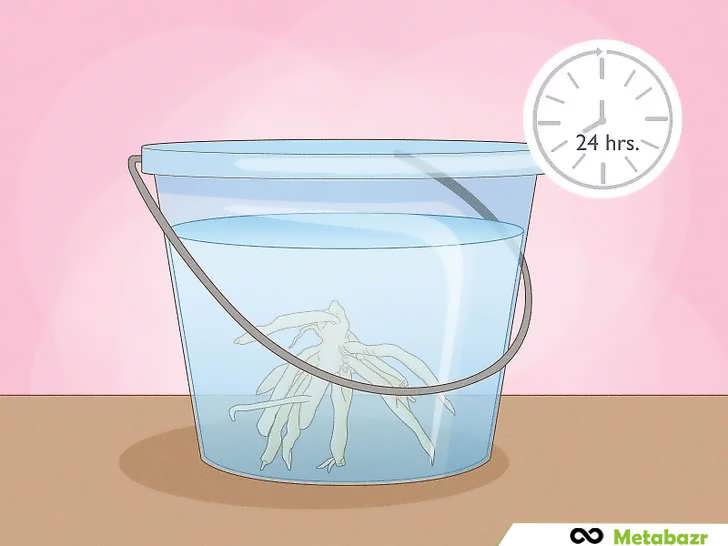 خیساندن پیازها