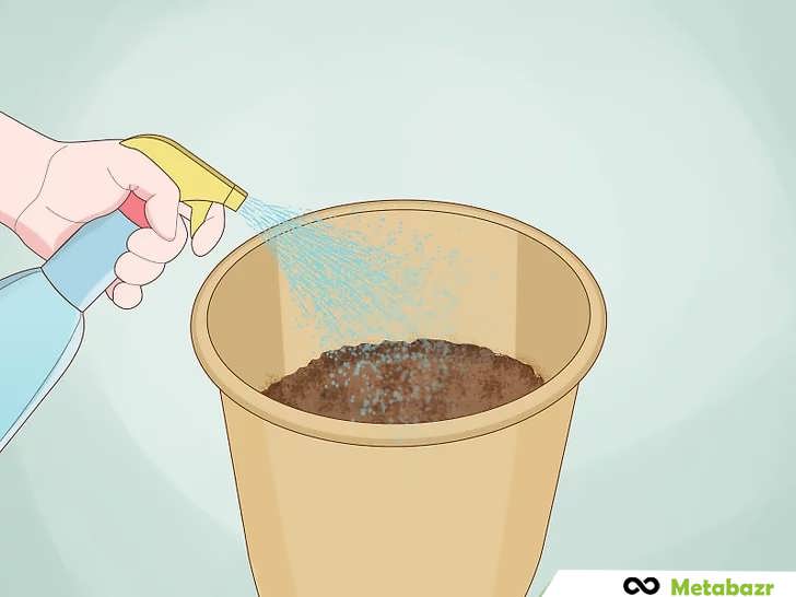 نحوه آبیاری بعد از کاشت بذر ریحان