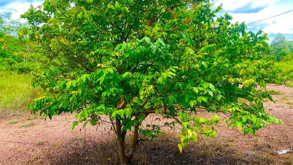 درخت استارفروت