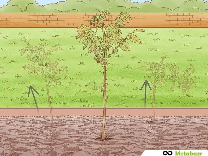 تنک کردن درختان و انتخاب سالمترین گردوها