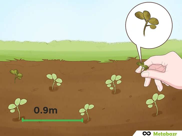 تنک کردن و انتخاب نهال های پاپایا