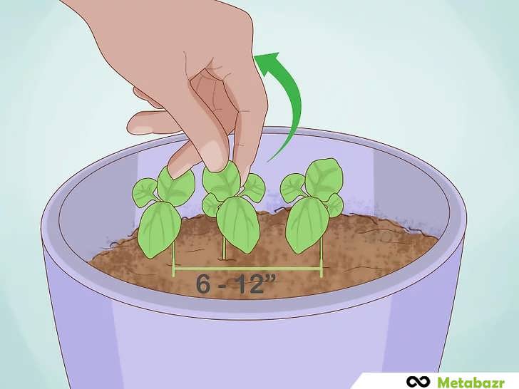 تنک کردن شاخه های ریحان