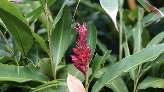 پس زمینه درخت زردچوبه