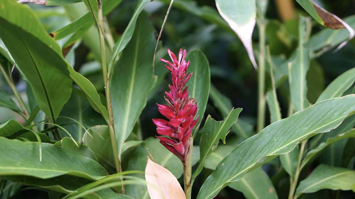 پس زمینه درخت زردچوبه