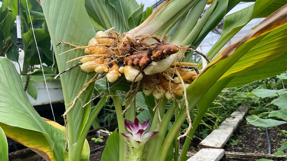 میوه درخت زردچوبه