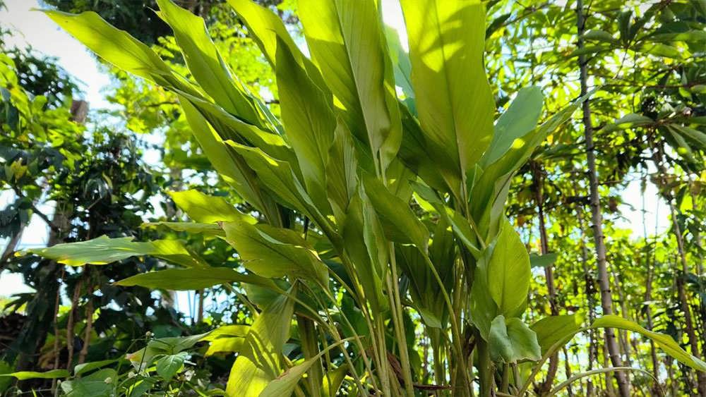 برگهای درخت زردچوبه