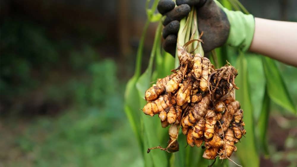 ریشه درخت زردچوبه