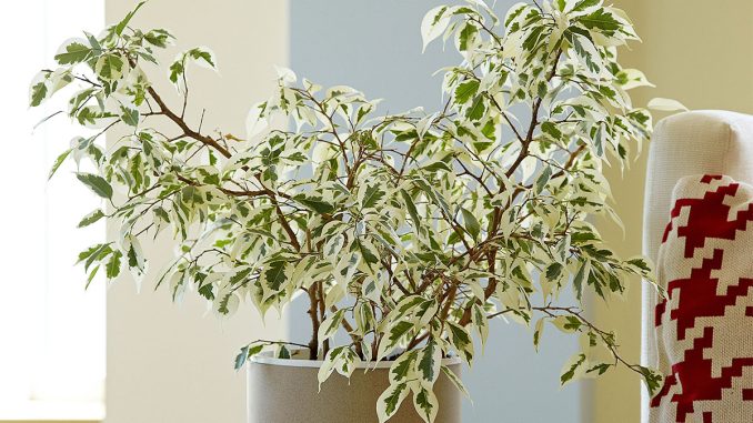 پس زمینه بنجامین ابلق