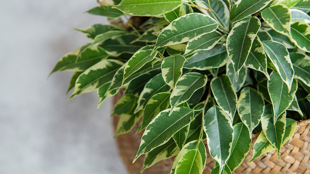 بنجامین ابلق در گلدان