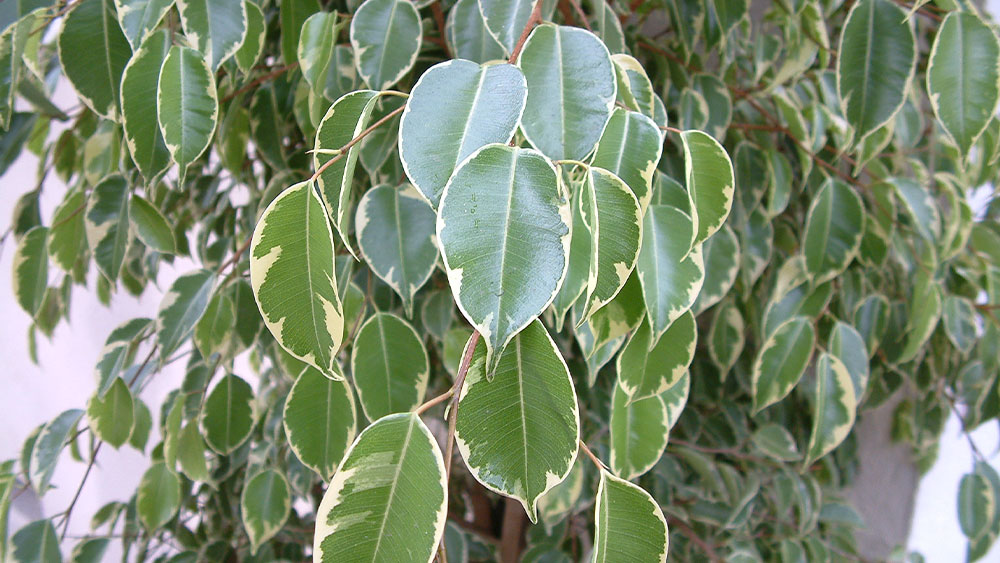 برگهای بنجامین ابلق