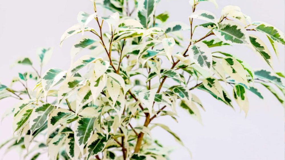 شاخه بنجامین ابلق