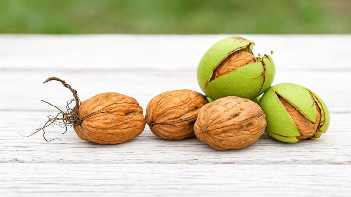 پس زمینه پرورش درخت گردو