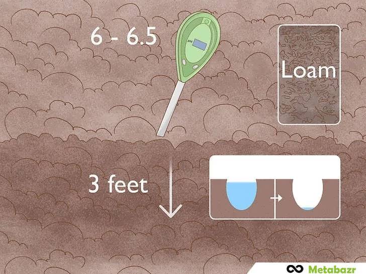 انتخاب محل کاشت گردو