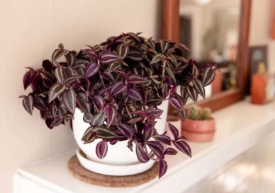 پس زمینه گیاه برگ بیدی