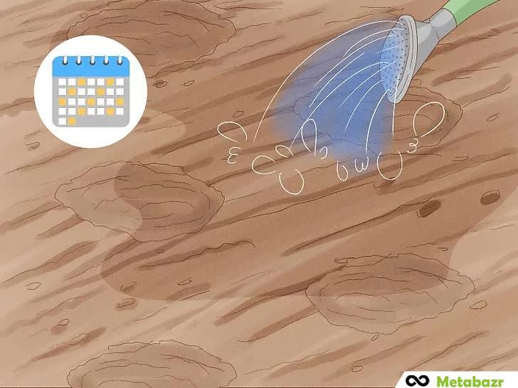 آبیاری منظم بذر لوبیا