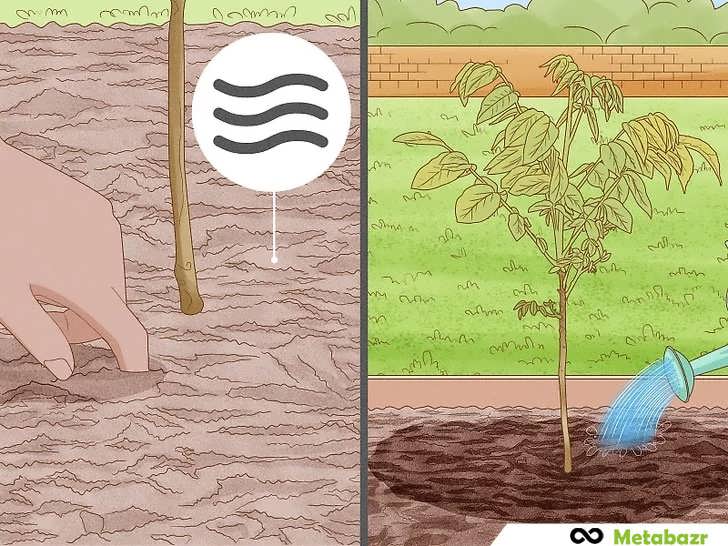 آبیاری گهگاه نهال گردو