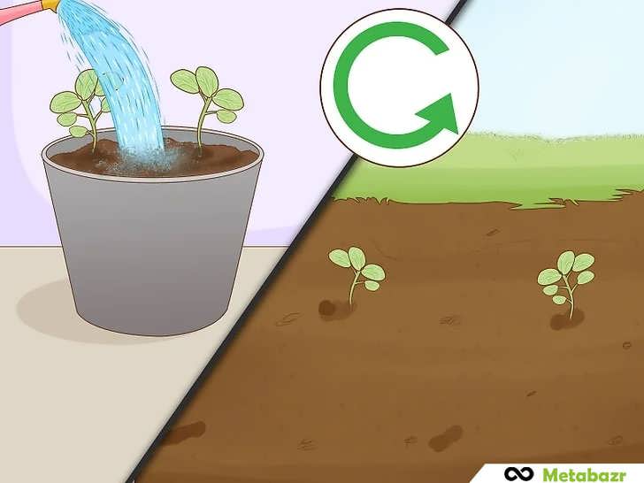 آبیاری منظم پاپایا