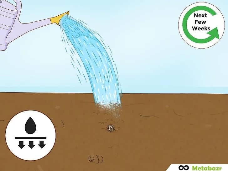 آبیاری خاک پس از کاشت بذرهای پاپایا