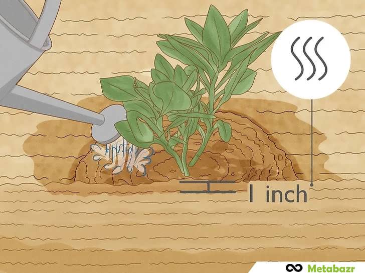 آبیاری با خشک شدن سطح خاک