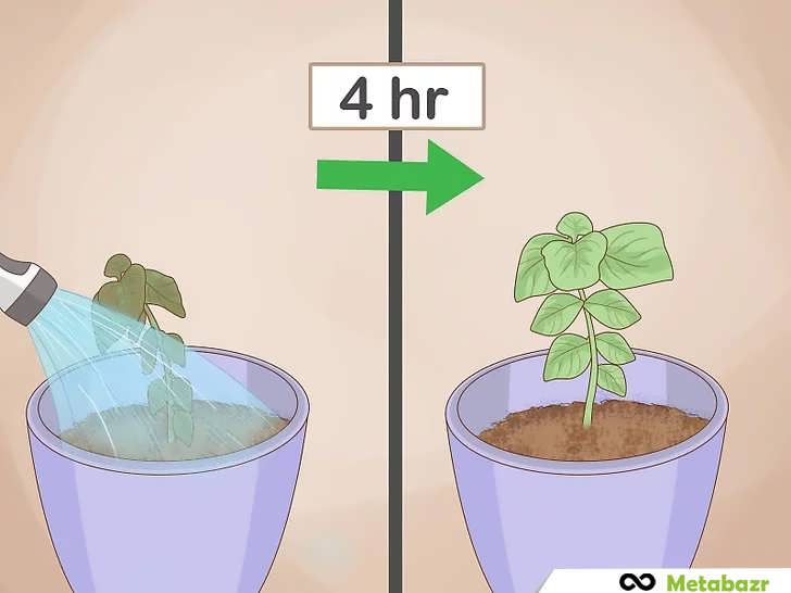 آبیاری ریحان پژمرده