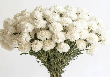 پس زمینه قرنفل سفید