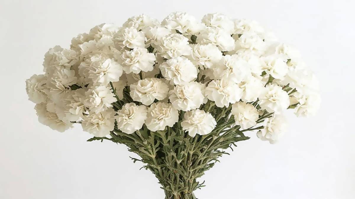 پس زمینه قرنفل سفید